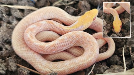 albino snake latest marathi news