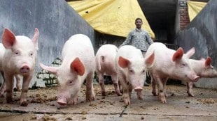 Thane district 131 swine flu patients