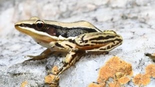 Sri Lankan golden backed frog marathi news