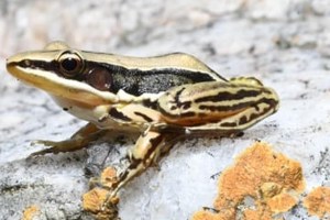 Sri Lankan golden backed frog marathi news