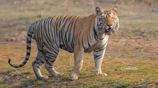 woman killed in tiger attack