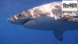 Cocaine Sharks: शार्कमध्ये आढळले चक्क कोकेन, याचा सागरी जीवनावर कसा परिणाम होणार? यासाठी कारणीभूत कोण?