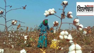 Loksatta explained Who benefits from boom in cotton market