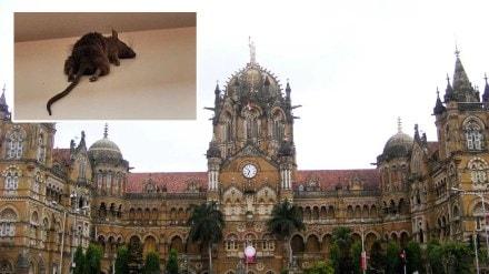 Dead Rats Found In CSMT Premises