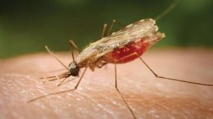5 deaths due to dengue in Gadchiroli in six months