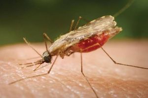 5 deaths due to dengue in Gadchiroli in six months