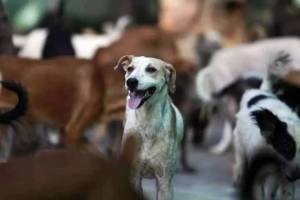 thane police registers case over dog torture under old criminal law
