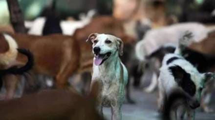 thane police registers case over dog torture under old criminal law