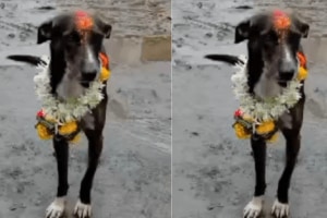 Warkari Man's lost Dog in ashadhi yatra Walks 200 Km From Pandharpur to Village To Reunite With Owner
