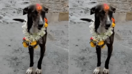 Warkari Man's lost Dog in ashadhi yatra Walks 200 Km From Pandharpur to Village To Reunite With Owner