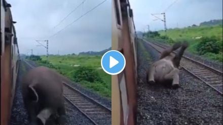 Elephant Viral Video