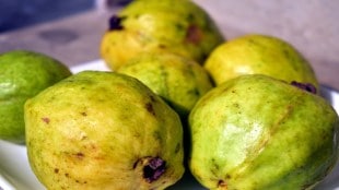 Guava, price, low price Guava,