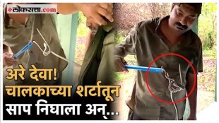 a snake was found in the shirt of a jeep driver in tadoba andhari tiger reserve at chandrapur