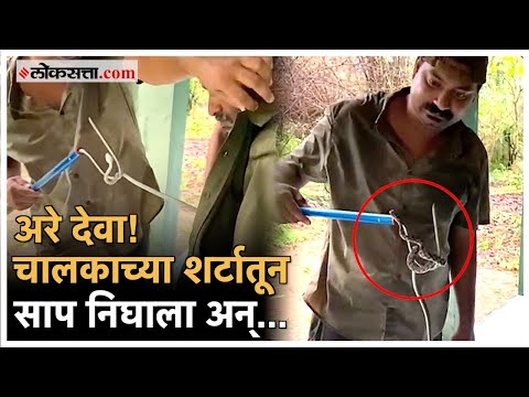a snake was found in the shirt of a jeep driver in tadoba andhari tiger reserve at chandrapur