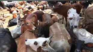 Dapoli tehsil, illegal cattle transport, Boudhwadi gaurai area, suspect vehicle, Dabhol Sagari police, driver detained, black bull, animal cruelty, Maharashtra Animal Protection Act, villagers, police security