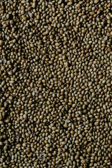 Coriander seeds