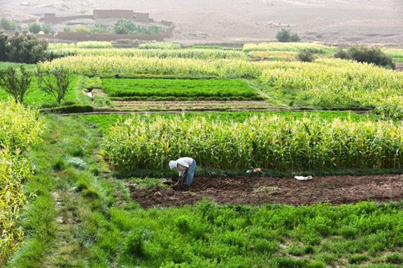 Productivity and resilience in agriculture