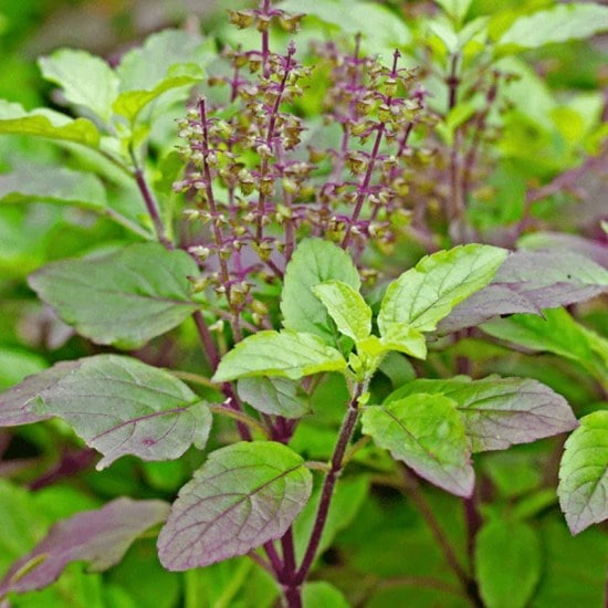 tulsi