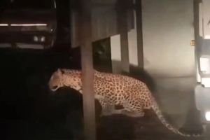 pair of leopards live in the Koradi thermal power station area video goes viral