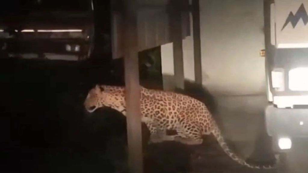 pair of leopards live in the Koradi thermal power station area video goes viral