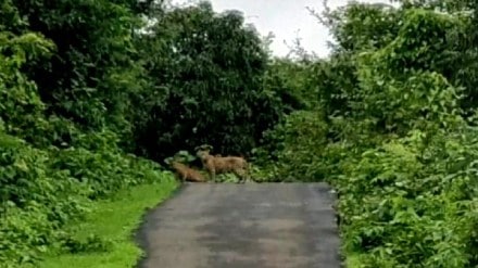 Free movement of leopards throughout the day at Mandangad Devare