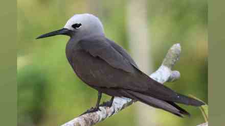 Lesser Noddy Bird, Lesser Noddy Bird dies in Navi Mumbai, Activists Urge for Veterinary Hospital, seawoods nri area, navi Mumbai, navi Mumbai news, nerul news, marathi news, loskatta news,