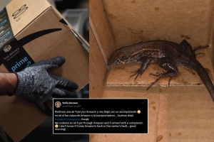 Lizard Found Inside Amazon Parcel of air fryer photo viral on social media