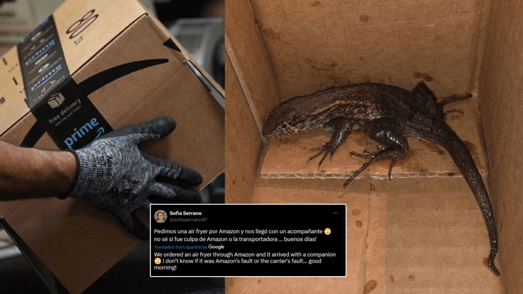 Lizard Found Inside Amazon Parcel of air fryer photo viral on social media