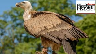 loss of vultures cause 5 lakhs death in india