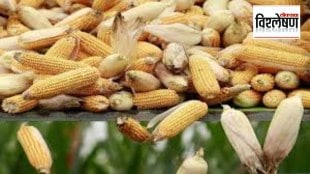 Loksatta explained Shortage of maize in market committees across the country