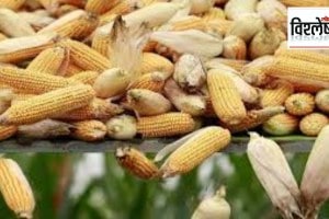 Loksatta explained Shortage of maize in market committees across the country