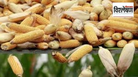 Loksatta explained Shortage of maize in market committees across the country