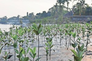 Thane Municipal Corporation, Remove soil dumping, soil dumping Filling in Kolshet Bay, tmc Commissioner Urges Aggressive Action on mangrove Protection, mangrove protection, mangrove protection in thane