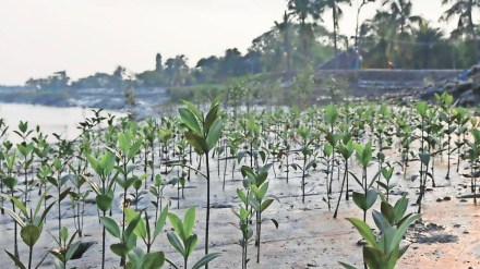 Thane Municipal Corporation, Remove soil dumping, soil dumping Filling in Kolshet Bay, tmc Commissioner Urges Aggressive Action on mangrove Protection, mangrove protection, mangrove protection in thane