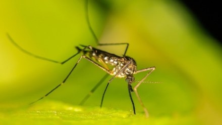 Dengue, Chikungunya, Malaria,