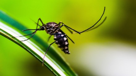 Zika, Pune, rural areas, patients,