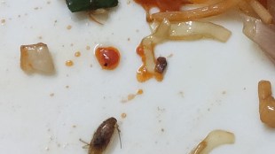 Cockroach found in nodules of hostel mess at mumbai University