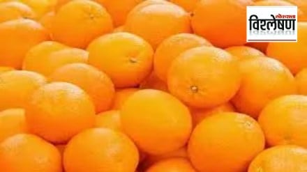 Loksatta explained Why is the question of export of oranges unanswered