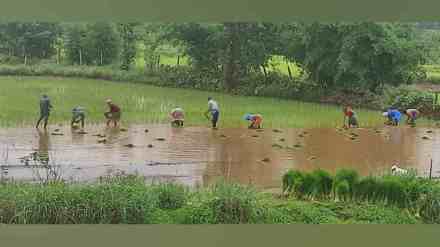 Nashik, paddy sowing, insufficient rainfall, Igatpuri, Surgana, Peth, Trimbakeshwar, Agriculture Department, low rainfall, crop sowing, agricultural report, sowing percentage, main crops, district agriculture, nashik news,