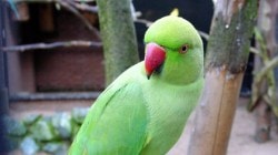 डांबून ठेवलेल्या तीन पोपटांची सुटका ‘पेटा इंडिया’, वन विभाग यांची संयुक्त कारवाई