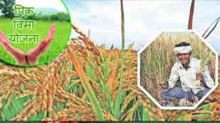 Farmers Participation in Crop Insurance Scheme, Crop Insurance Scheme, Farmers Participation in Crop Insurance Scheme Declines, Ladki Bahin Yojana Applications, latest news, marathi news, loksatta news