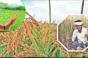 Farmers Participation in Crop Insurance Scheme, Crop Insurance Scheme, Farmers Participation in Crop Insurance Scheme Declines, Ladki Bahin Yojana Applications, latest news, marathi news, loksatta news