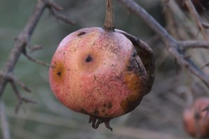 oily spot disease on pomegranate due to continuous rain