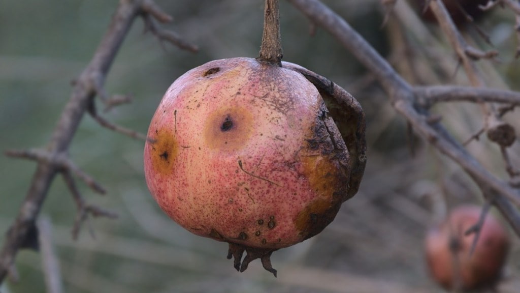 oily spot disease on pomegranate due to continuous rain