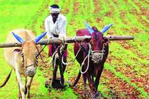 Kharif sowing, monsoon rains, Increase in sowing of pulses oilseeds, Union Ministry of Agriculture, pulses, oilseeds, paddy, soybean, cotton, maize, sugarcane, kharif cultivation, agricultural growth, sowing area