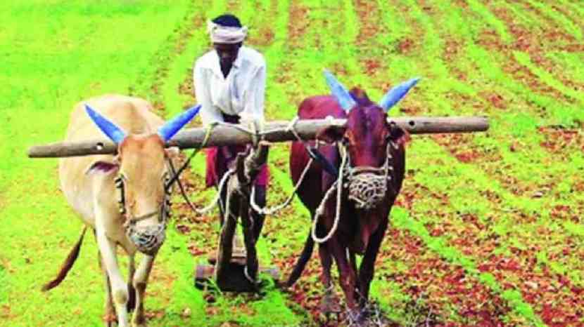 Kharif sowing, monsoon rains, Increase in sowing of pulses oilseeds, Union Ministry of Agriculture, pulses, oilseeds, paddy, soybean, cotton, maize, sugarcane, kharif cultivation, agricultural growth, sowing area