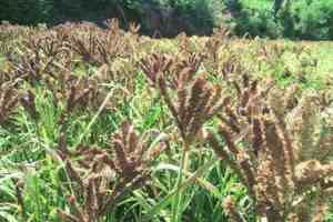 Kolhapur, Successful Experiment of Summer Ragi in Kolhapur, west Kolhapur, Summer Ragi Cultivation Yields Double Production, Summer Ragi Cultivation Empowers Farmers in Kolhapur, loksatta article
