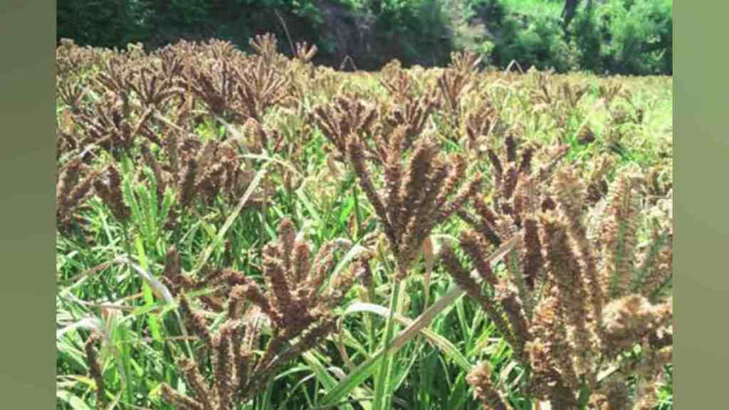 Kolhapur, Successful Experiment of Summer Ragi in Kolhapur, west Kolhapur, Summer Ragi Cultivation Yields Double Production, Summer Ragi Cultivation Empowers Farmers in Kolhapur, loksatta article