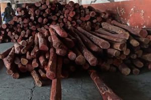 red sandalwood worth Rs eight crore seized Where did the action take place