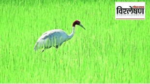 Why is the existence of stork endangered in the state of Maharashtra